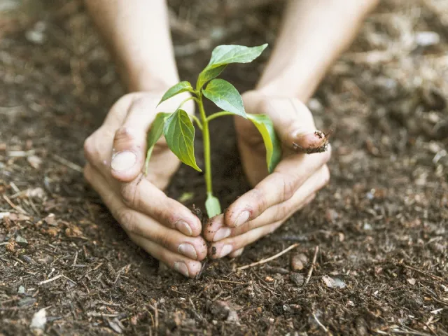 ReforAMAR planta árvores em 40 escolas de Natal
